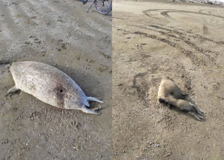 Nazirlikdən Şüvəlan çimərliyində aşkarlanan suiti cəsədləri ilə bağlı AÇIQLAMA