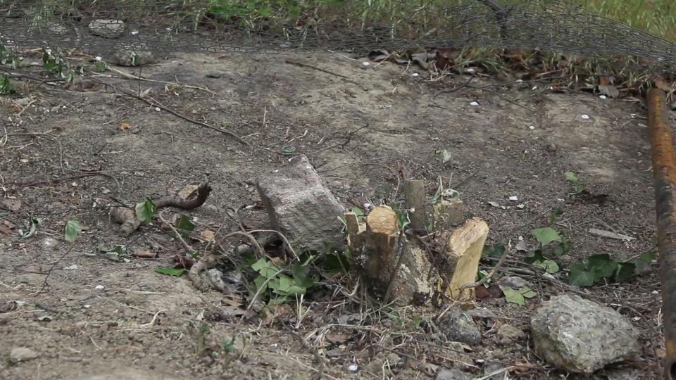 Bakıda kəsilən ağacların yerinə yeniləri əkildi