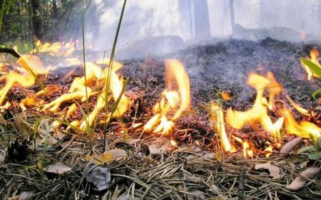 Qazaxıstanda baş verən meşə yanğınında 14 nəfər ölüb